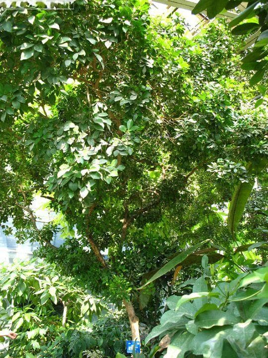 千里香Murraya paniculata (L.) Jack.
