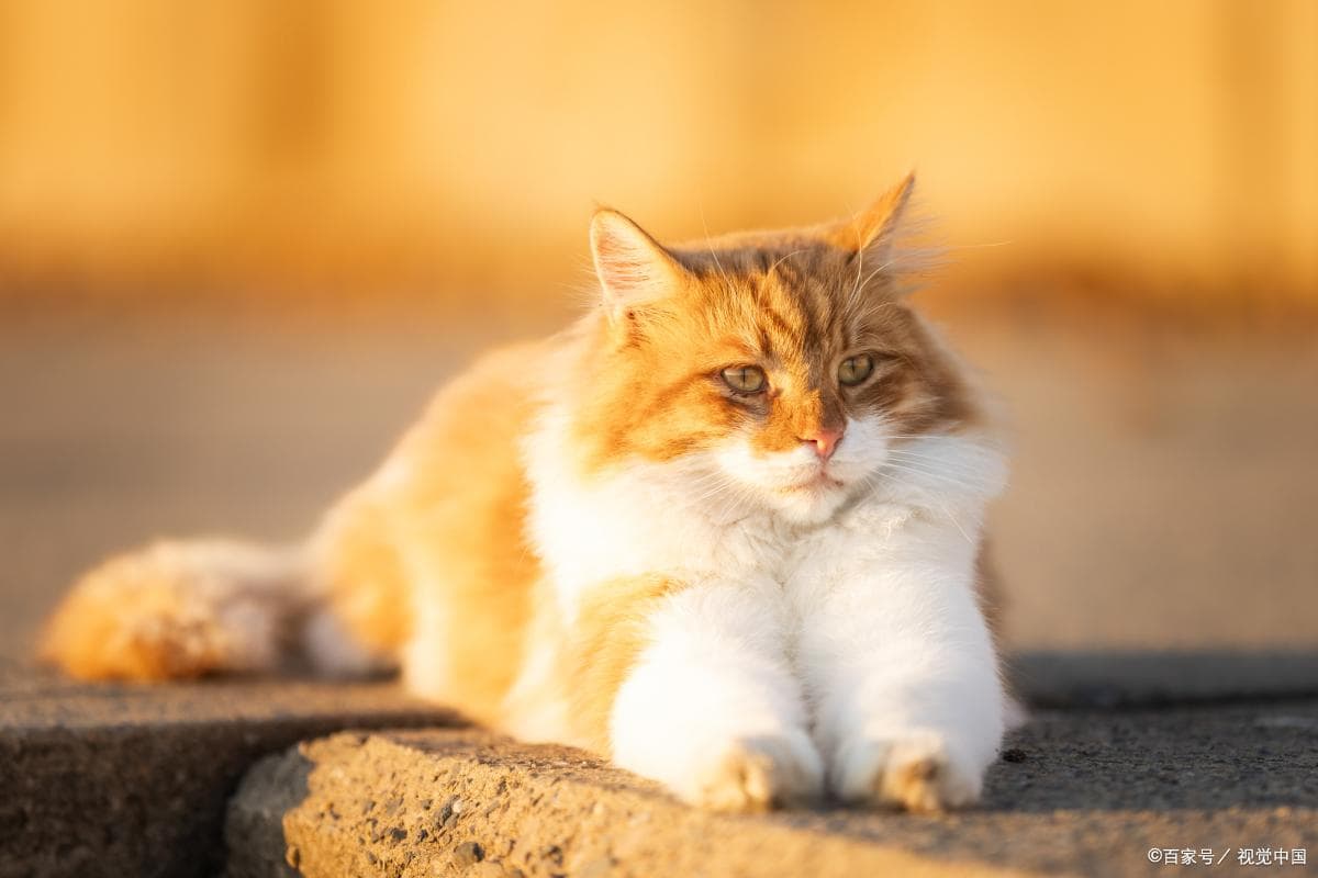 猫咪的鼻头是湿润还是干燥才健康