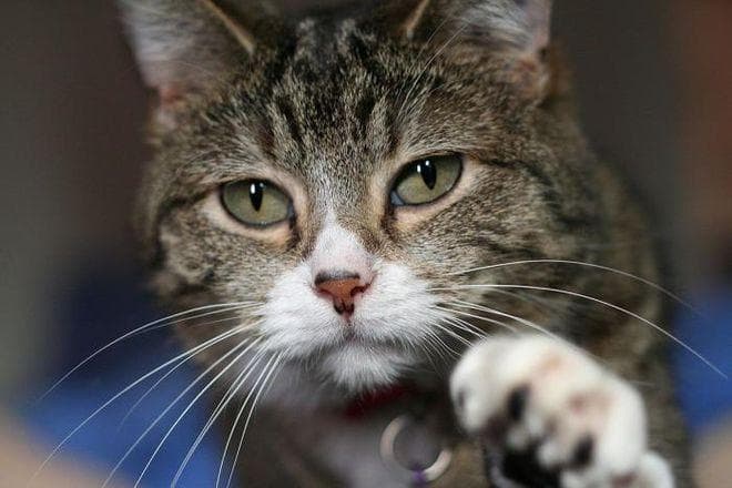 猫的胡子掉了代表什么？