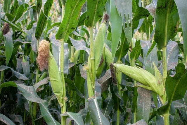 甜玉米的种植技术和管理方法：光照、浇水、施肥，你做对了吗？