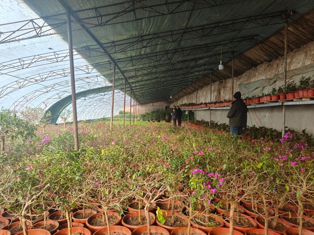 “鲜花经济”扮靓生活 喀什市色满乡幸福产业一路繁花