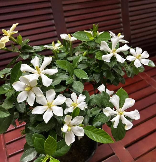 无尽雪栀子花养护全攻略：从土壤到冬季保温的五大要点
