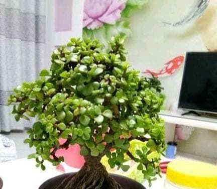 马齿苋水培养殖方法详解（从选种到收获）