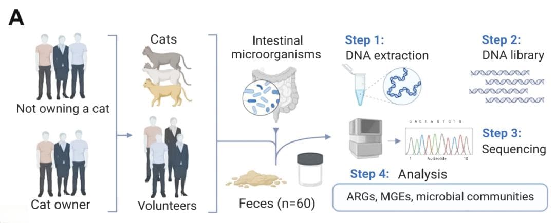 Microbiome证实：猫咪会影响主人身体健康