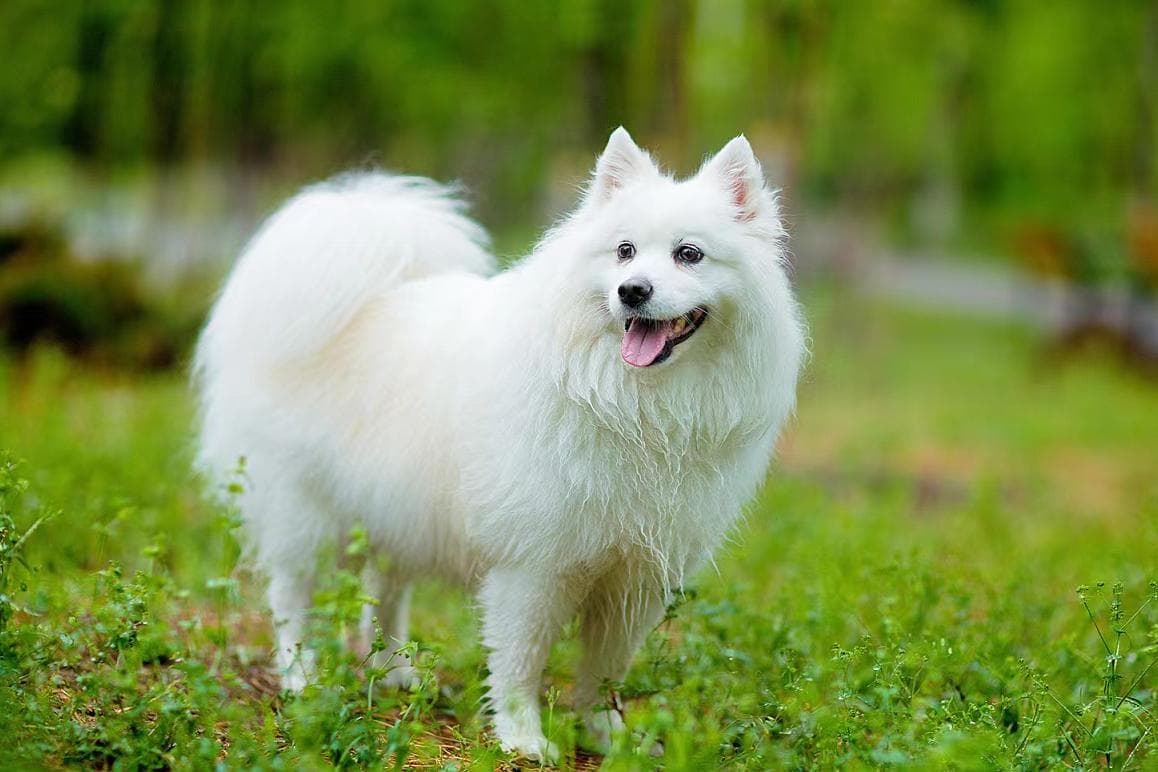银狐犬：优雅与活力并存的宠物伴侣