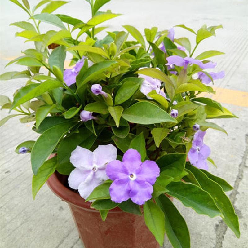 茉莉花盆栽好养活吗