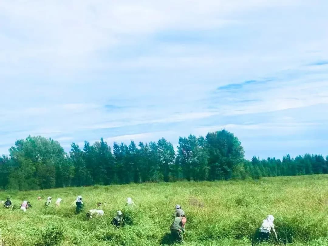 牛古吐镇：百亩铁芪获丰收