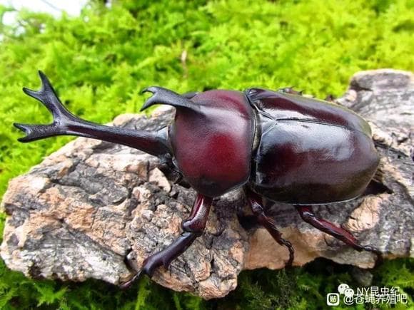 认识甲虫之王——独角仙|双叉犀金龟昆虫