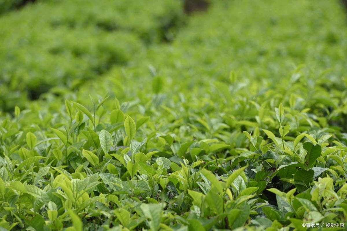 湘西保靖黄金绿茶：一两黄金一两茶的传奇