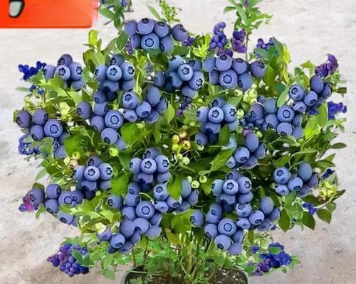家里可以种蓝莓树吗？家里种植蓝莓树的可行性如何？