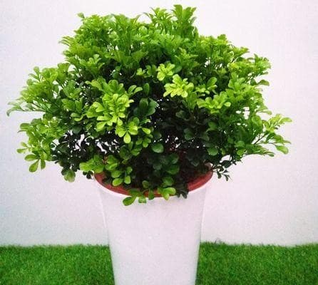 选择最适合室内使用的驱蚊植物（有效）