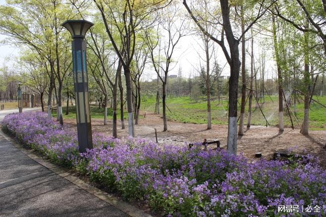 城市干道绿化带植物选择指南：从功能到景观的全方位考量