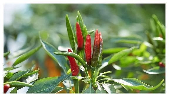 朝天椒和小米椒的区别：从外观到口感的全面解析