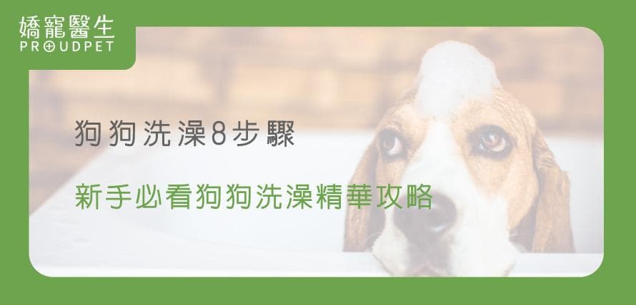 狗狗洗澡8步驟，新手必看狗狗洗澡精華攻略