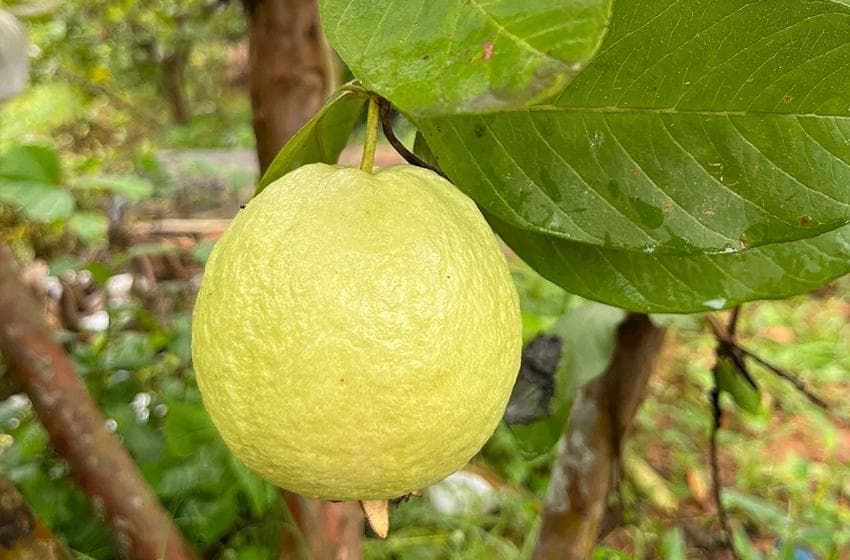 漳州红心芭乐，此物胜仙葩