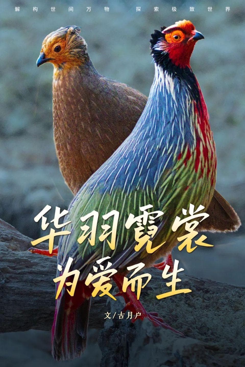 凤凰与家鸡来自同一家族？