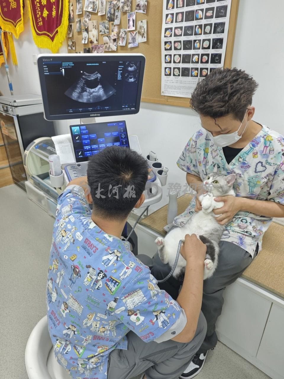 看不起病，只能狠心弃养？ 铲屎官称宠物医疗是“钱包刺客”，宠物医院却喊冤