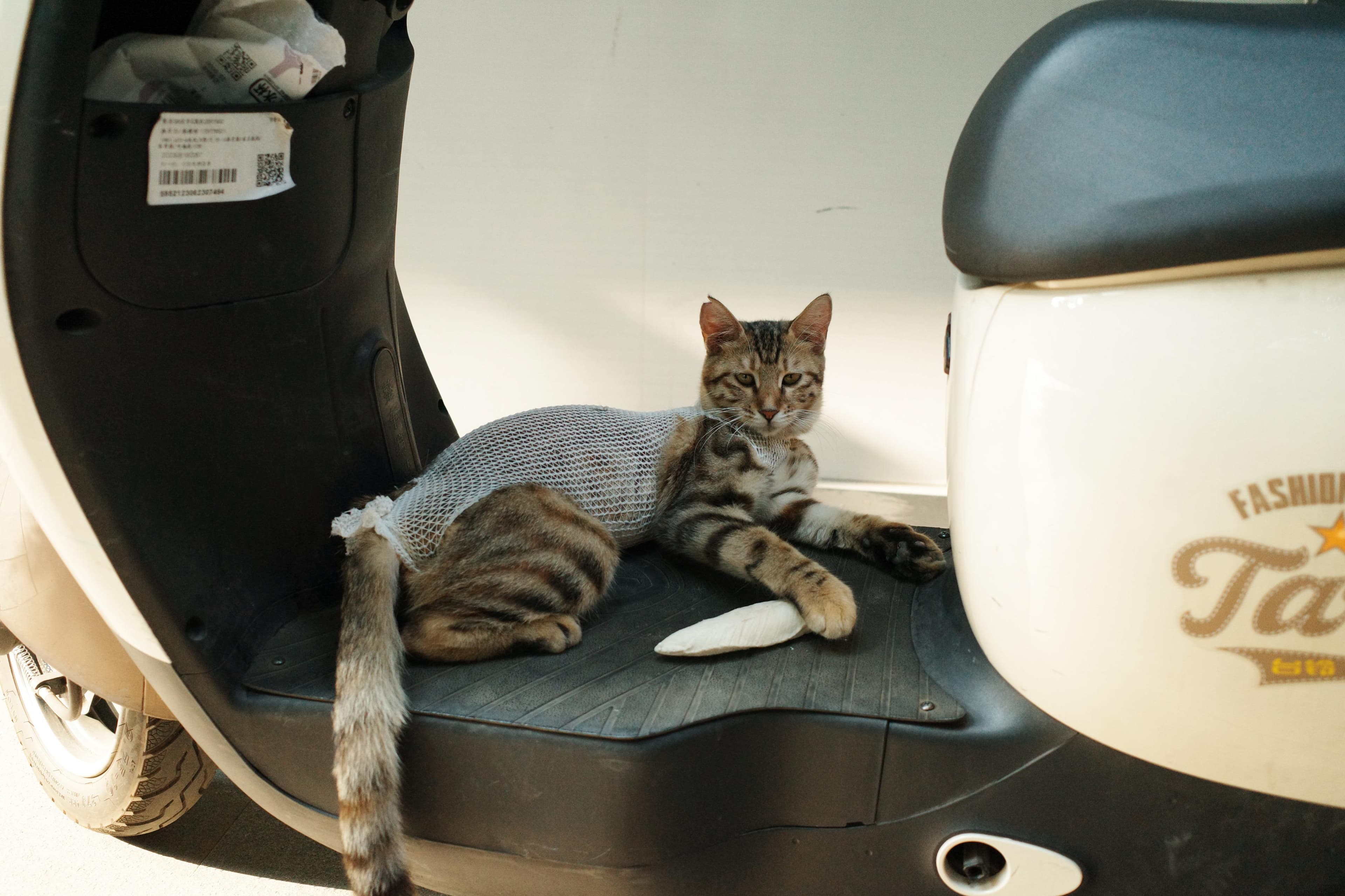 流浪猫绝育TNR：断情绝爱，幸福猫生