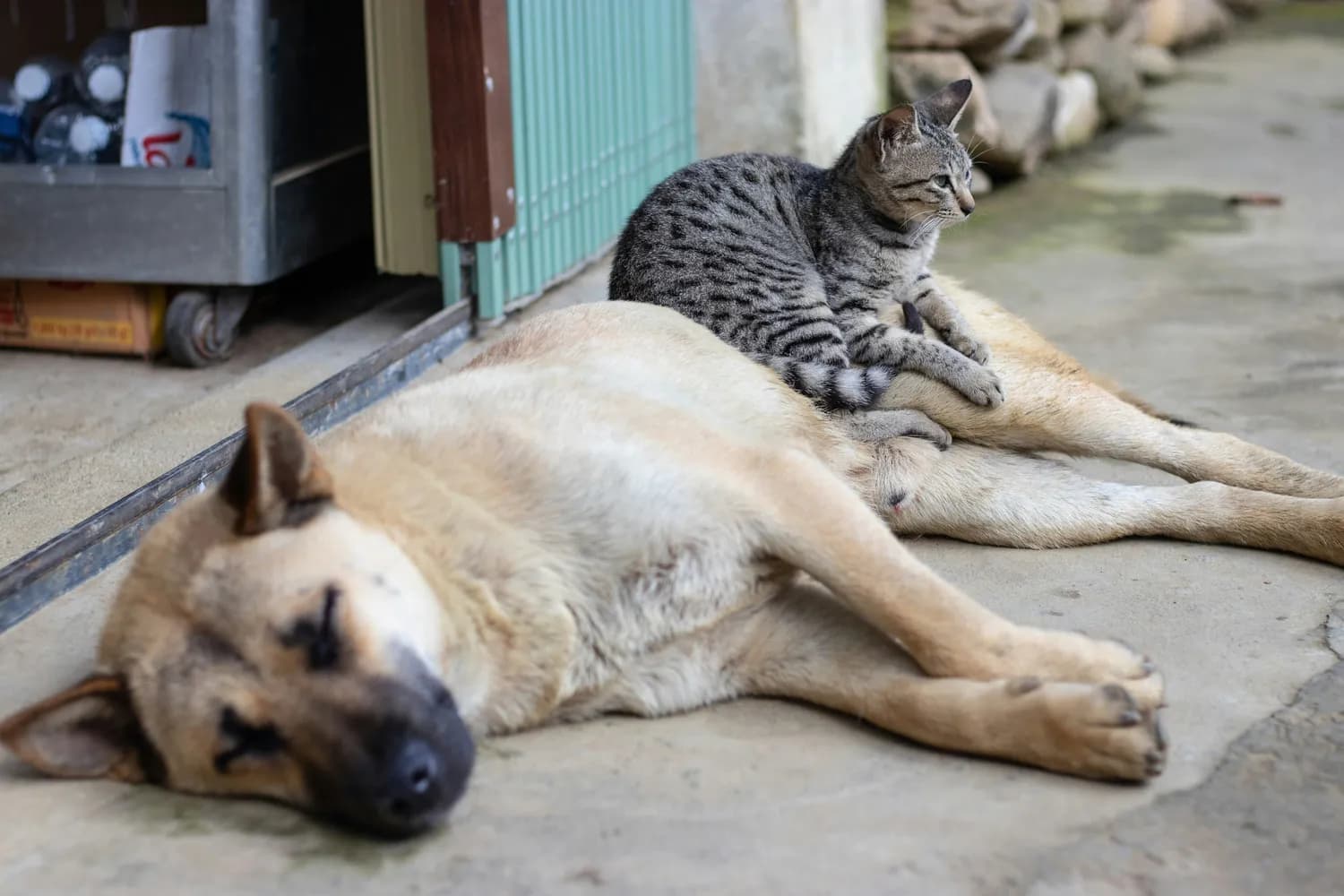 深圳禁食猫狗：从源头阻断狂犬病传播