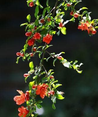 石榴花开几次？（探究石榴的花期及其关键因素。）