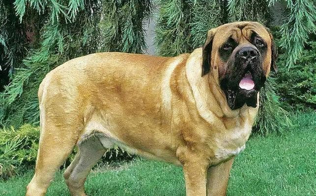 探寻大型犬品种（从性格到养护一一全方位解析大型犬）