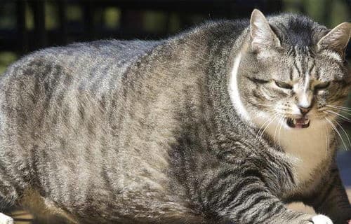 猫咪肚子响？营养均衡是关键！
