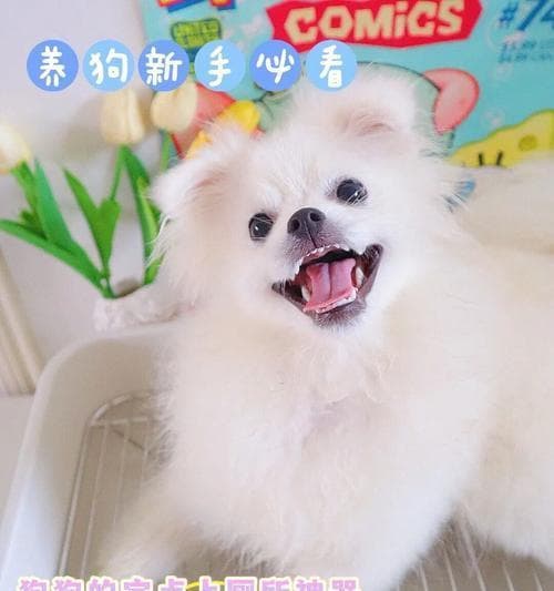 狗狗只排尿不排便怎么办？15个实用解决方案