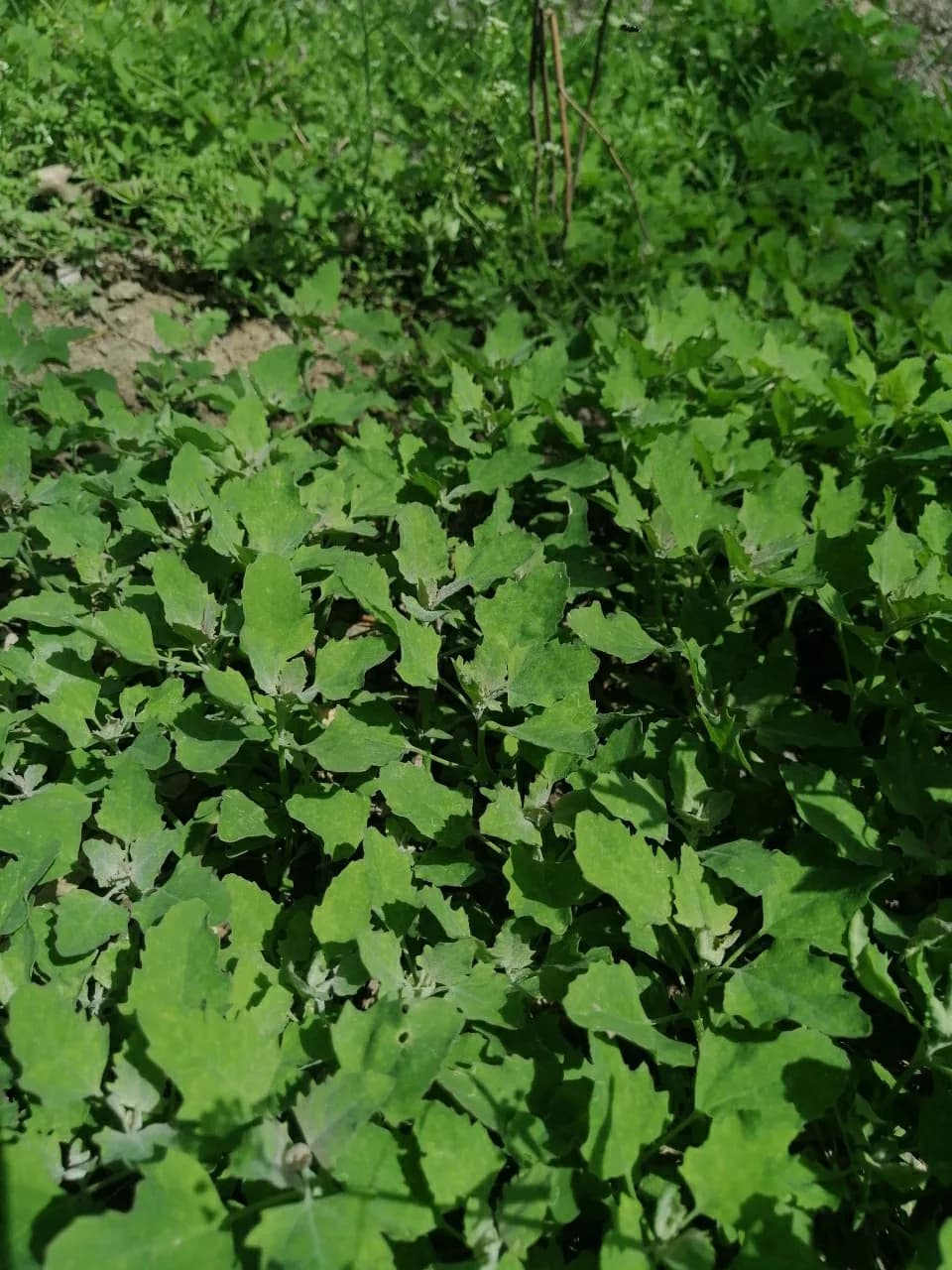 万物有灵 | 贫贱落藜漫荒野——灰灰菜