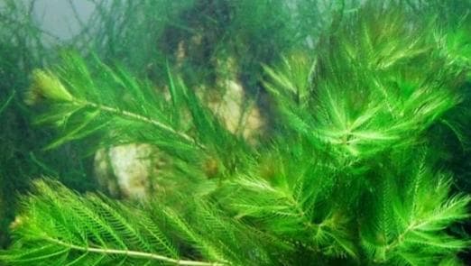 金鱼藻的真面目（揭秘金鱼藻是否是种子植物）