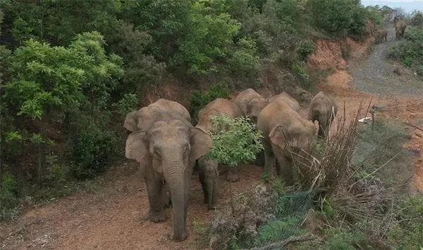 一路“象” 北，没那么简单
