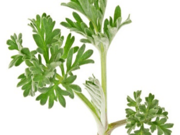 『靠谱的中医药』身边的中药——茵陈蒿