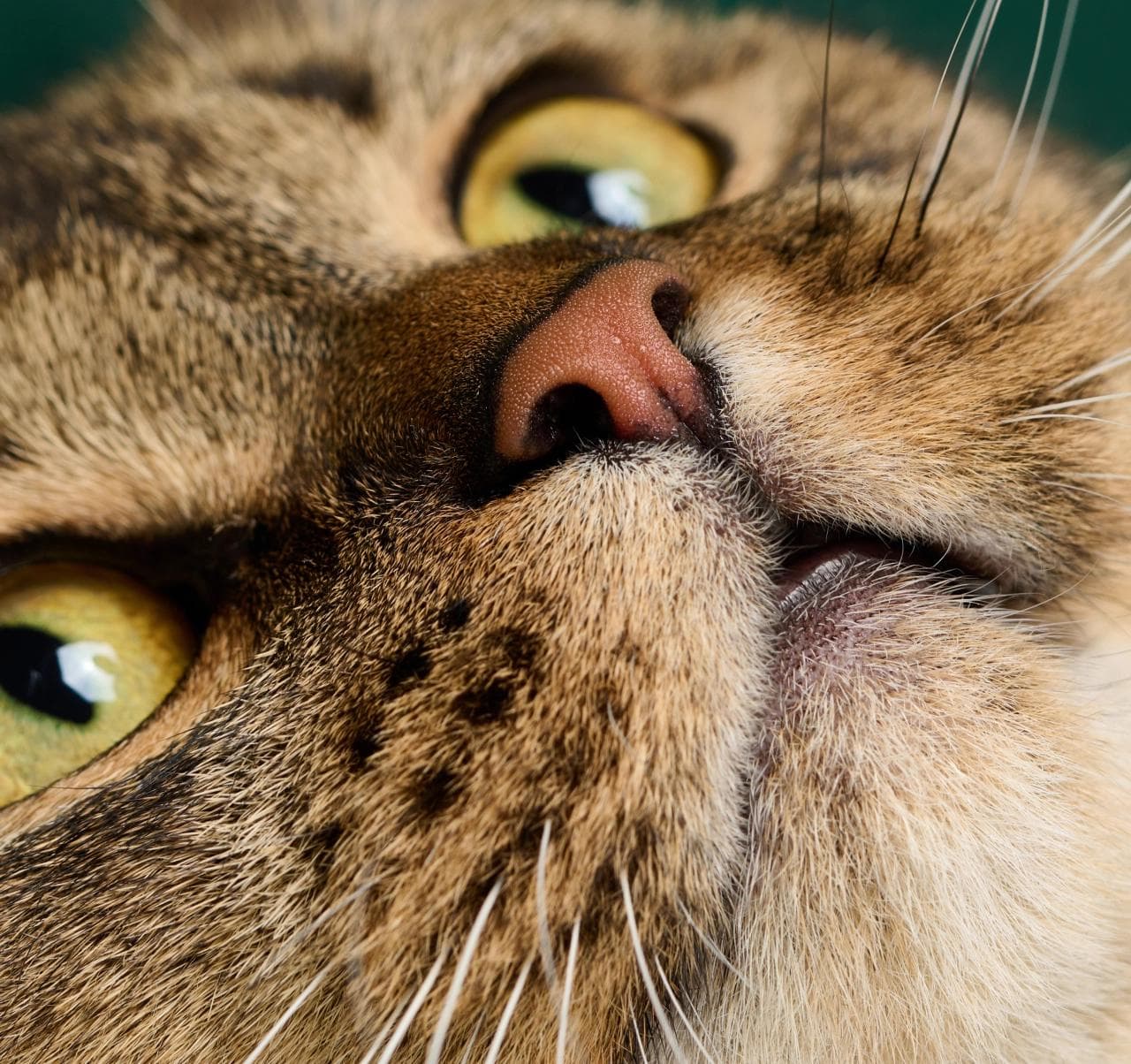猫粉刺越清越多？猫下巴粉刺清洁、保养5技巧，铲屎官必看！