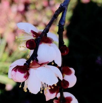 从诗词到护肤：白梅花的文化传承与现代应用
