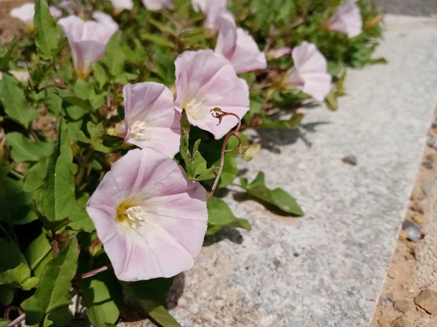 牵牛花种子：中医里的神奇药材