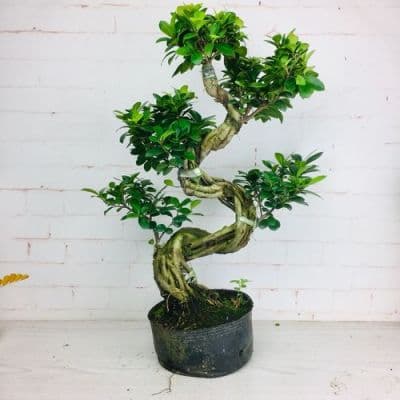 榕树盆景养护全攻略：从种植到冬季落叶应对
