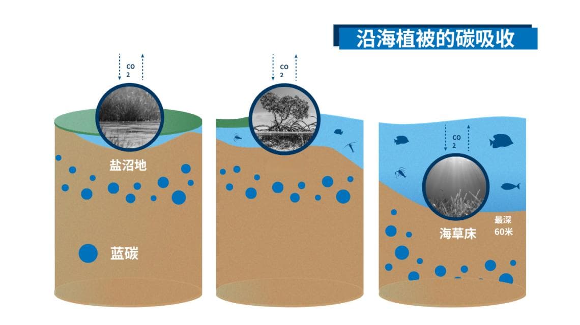 什么是蓝碳？