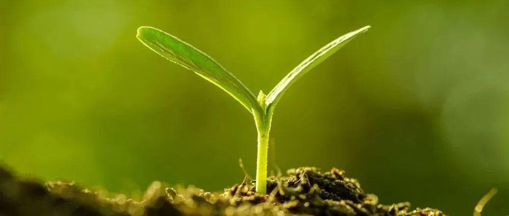 GCB最新研究：根系呼吸速率对升温和氮添加的响应取决于树种