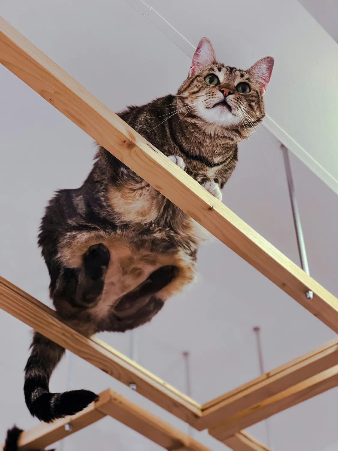 物理学家的猫猫方程：揭秘猫咪社交行为的物理密码
