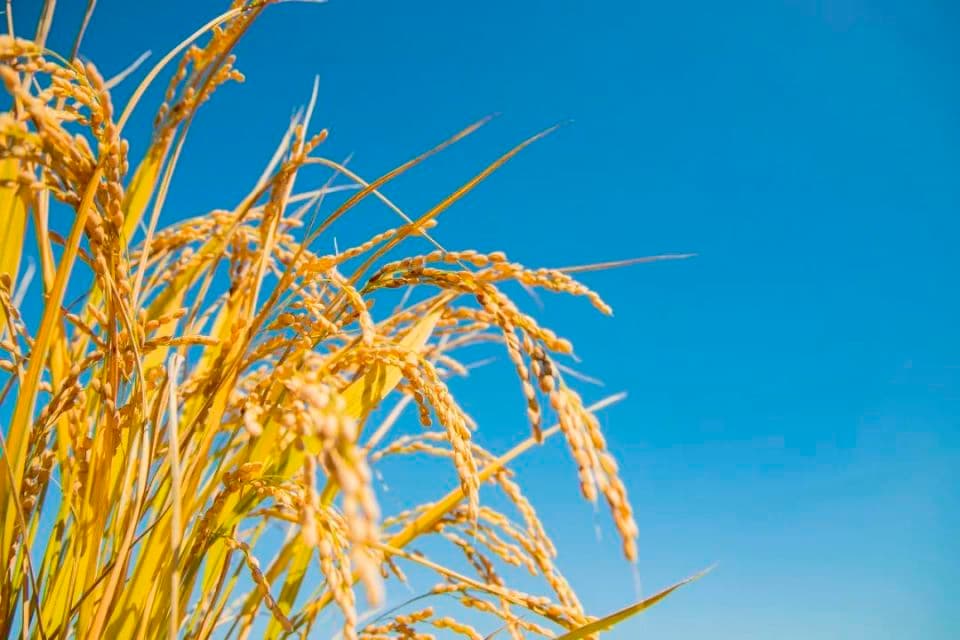 我们在非洲培育的绿色超级杂交稻增产50%以上，当地农户一下就被震撼了