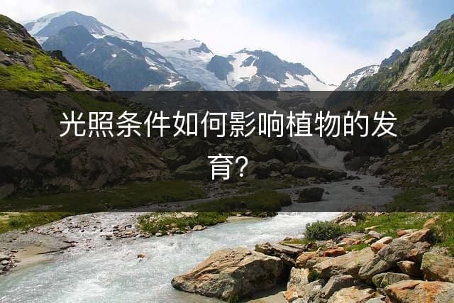 光照条件如何影响植物的发育？