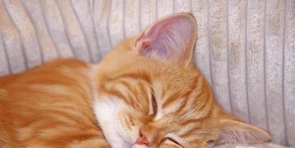 猫咪晚上一直叫怎么办？解决宠物夜间失眠的方法！