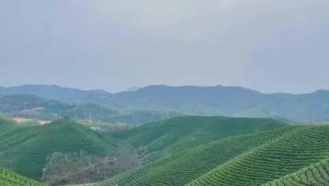 中原茶文化的代表：信阳毛尖