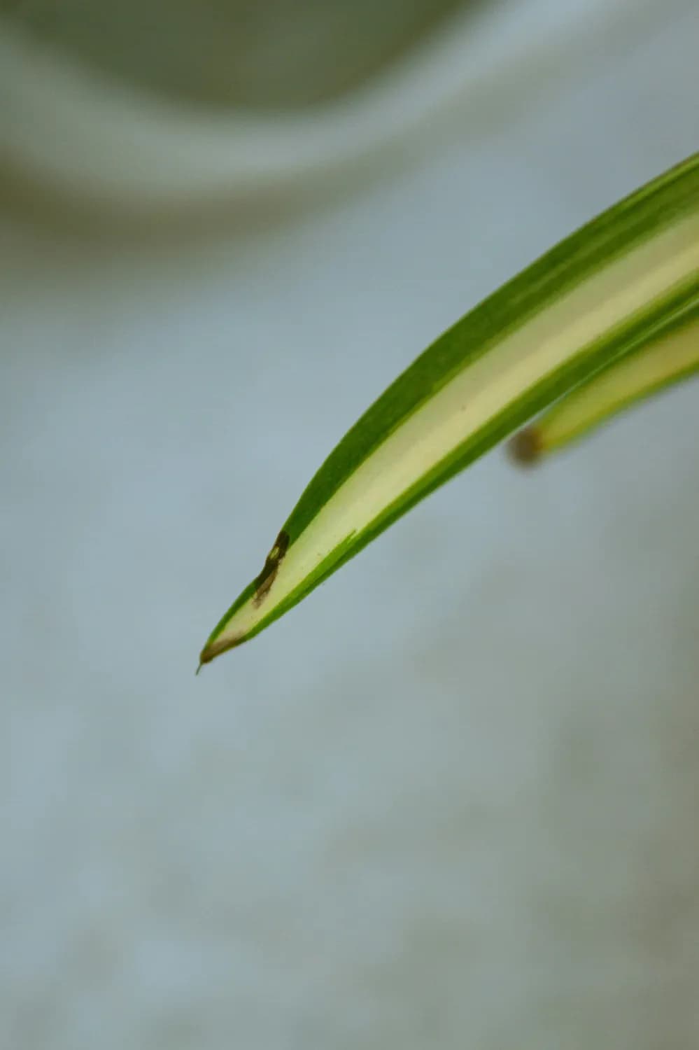 兰草：中医界的“万能药”