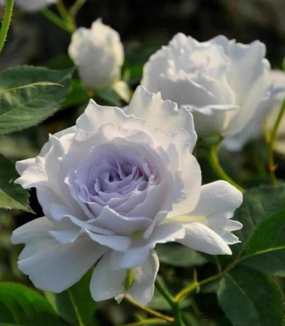早春月季新芽蔫了怎么回事？是这3点原因，后悔没早点知道