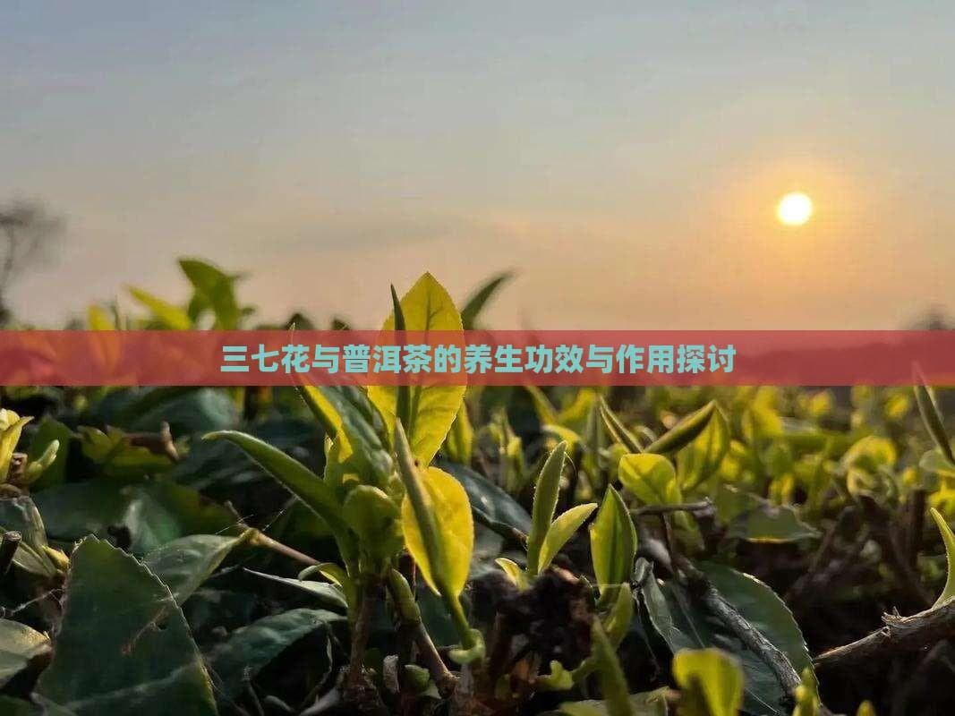 三七花与普洱茶的养生功效与作用探讨