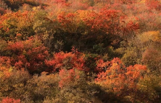 【节气里的大美中国·山河甘肃——走进榆中县兴隆山】立冬