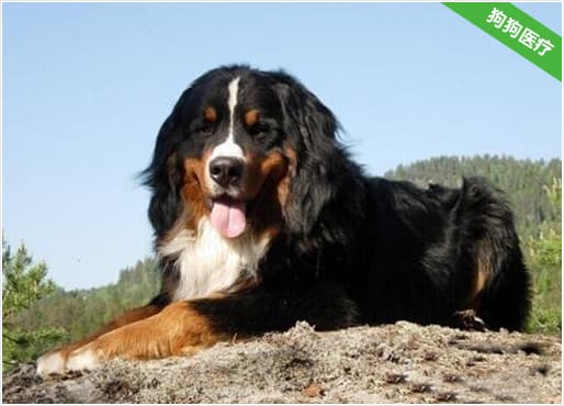 伯恩山犬的遗传疾病和品种选择标准