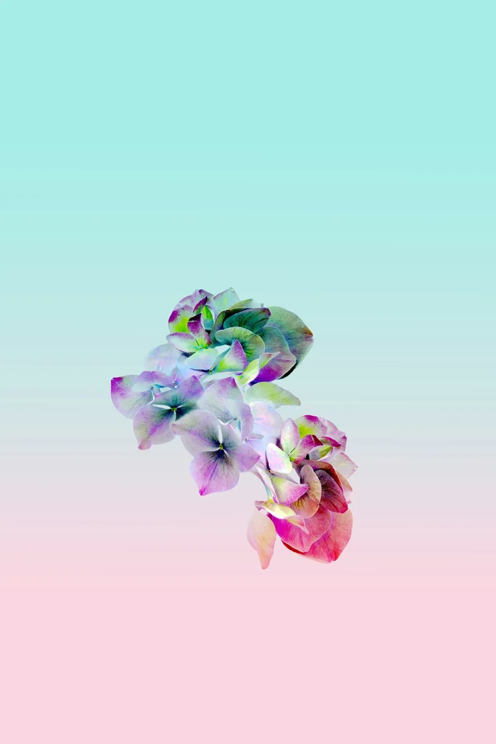 水杨梅：打造花园新宠！