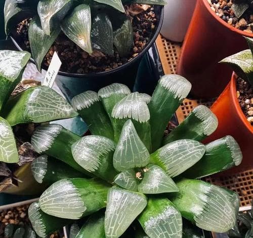 探秘玉露：一种珍稀的植物