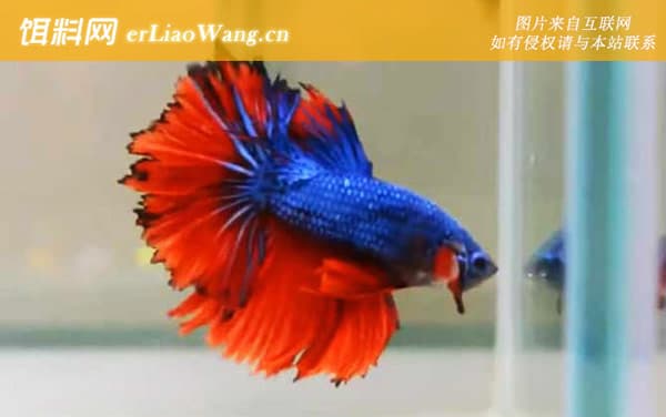 斗鱼是什么鱼？5步告诉你答案